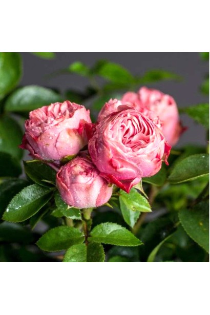 Троянда Плейфул Рококо